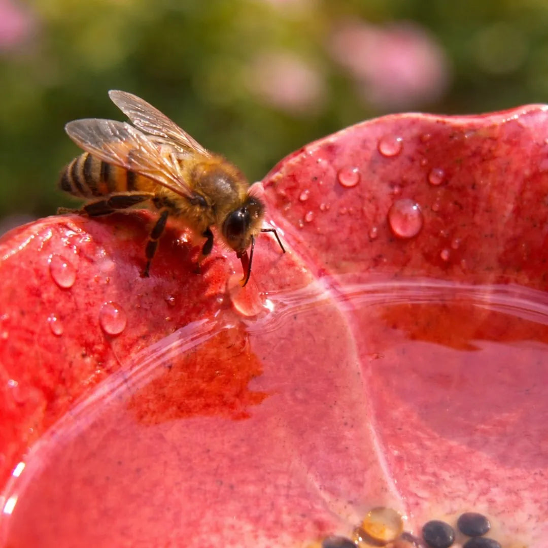 Handgemachte Bienentränke aus Keramik: Wetterfeste Insektentränke im 4er-Set für Garten & Balkon