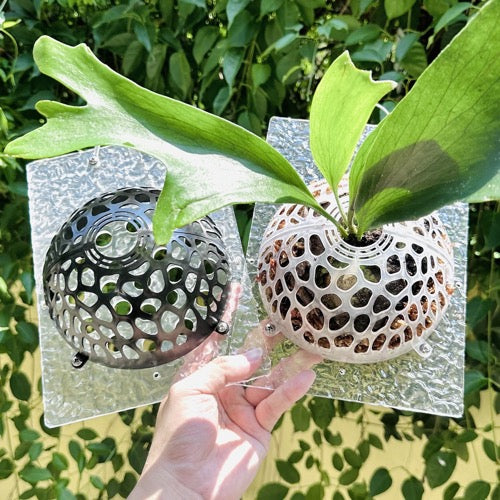 Innovative Wandhalterung für Geweihfarn und Orchideen Vertikaler Pflanzenkorb für Die Wandmontage Modernes Aufhängesystem für Zimmerpflanzen Schwarz