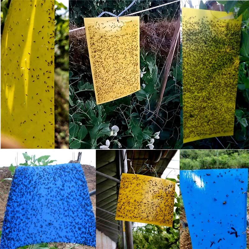 Gelbtafel Blautafel Doppelseitige Insektenfalle Klebefalle Gegen Thripse Und Weiße Fliegen Für Obstgarten Und Teegarten