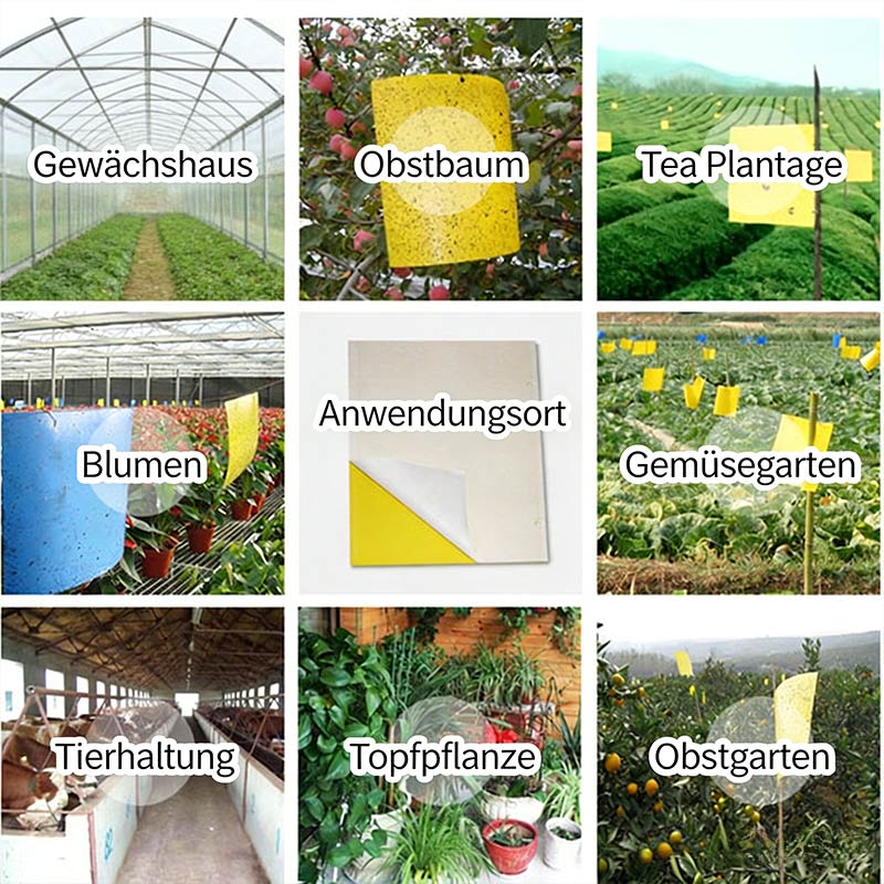 Gelbtafel Blautafel Doppelseitige Insektenfalle Klebefalle Gegen Thripse Und Weiße Fliegen Für Obstgarten Und Teegarten